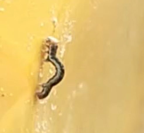 北京地区3月份主要林木有害生物监测防治历